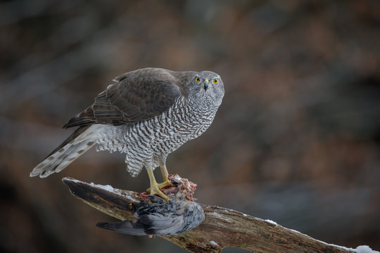 Northern goshawk looking directly at the camera
