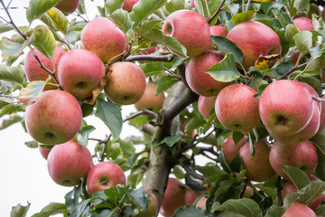 Cluster of ripe, red and yellow apples hanging between leaves on an apple tree