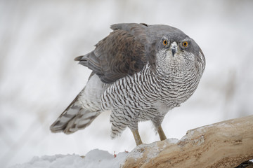 Wild goshawk stare