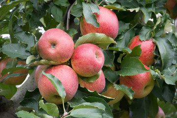 Cluster of big, ripe, red and yellow apples hanging between leaves on an apple tree - closeup