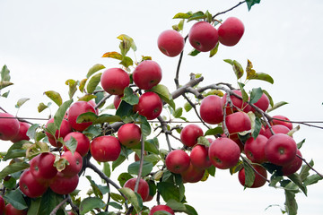 A branch of an apple tree covered with with lots of ripe, red apple fruits