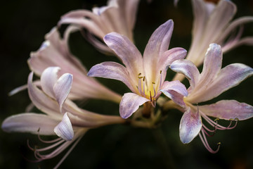 Pink Spider Lily