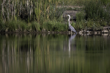 Blue Heron