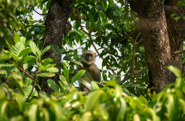 monkey on a tree watching to the camera