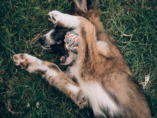 Playful cute dog playing on grass.