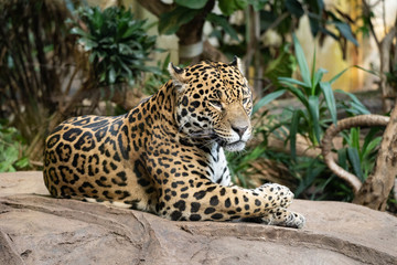 Jaguar sitting