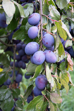 Bunch of ripe common plums hanging on a twig of a plum tree