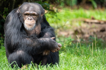 Chimp Thinking