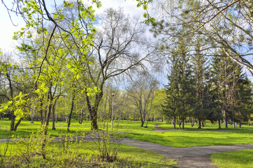 Beautiful spring landscape in city park with bright young greenery at warm sunny day with blue sky and white clouds. Beauty of awakening nature