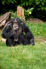 Chimp Thinking