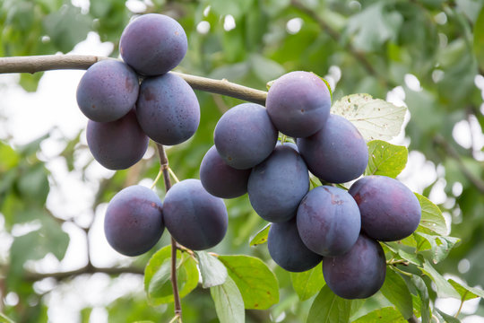 Bunch of ripe common plums hanging on a twig of a plum tree