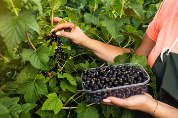 Black currant growers engineer working in  garden with harvest, woman  with box of berries