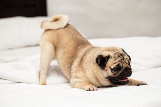 Cute dog pug breed playing in bedroom feeling so happiness and fun