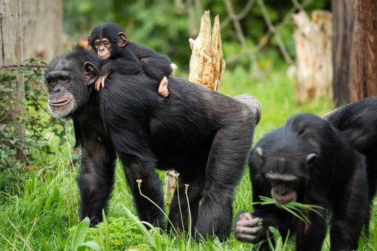 Baby Chimp With Parents