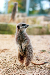 Meerkat on the ground in Cannon Hall Farm, South Yorkshire, England, UK © Emilia