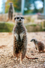 Meerkat on the groud in Cannon Hall Farm, South Yorkshire, England, UK © Emilia