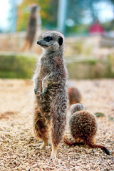 Meerkat on the groud in Cannon Hall Farm, South Yorkshire, England © Emilia