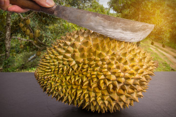 Hand held knife was peeling and cutting durian on black stone background with copy space