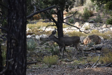 Grand Canyon Wildlife