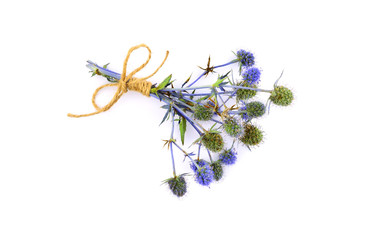Isolated Eryngium (Eringo) Flower Plant.