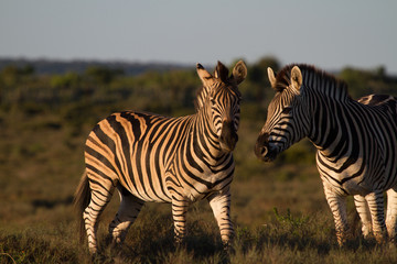 Fototapeta na wymiar Free zebras