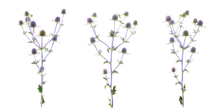 Isolated Eryngium (Eringo) Flower Plant.