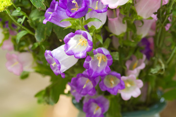 Bunter Blumenstrau&szlig; mit Glockenblumen