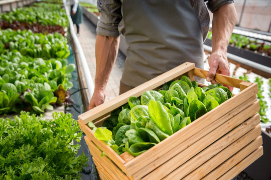 Young farmer in greenhouse