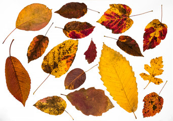 Fototapeta premium autumn leaves isolated on white background