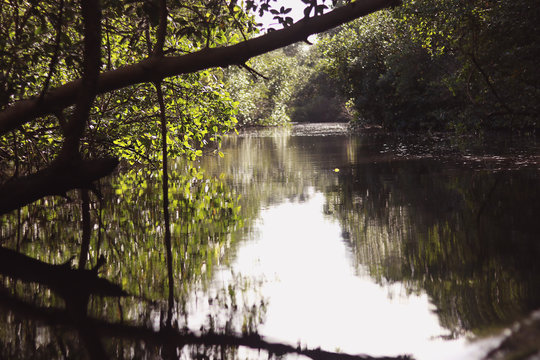 River In Forest - water reflection