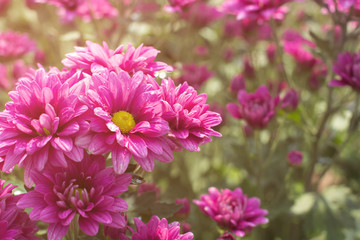  pink chrysanthemum in the garden