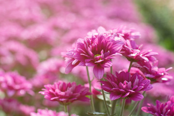 soft focus pink chrysanthemum in the garden.