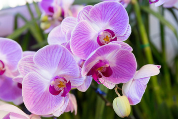 Orchids