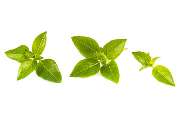 Fresh basil isolated on white background