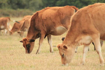 Jersey livestock
