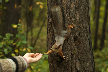 funny red squirrel, sitting on a tree, with his paw reaches for a woman's hand, on which lies a nut