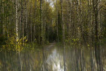 surreal landscape with autumn birch grove reflected in a blurred mirror surface