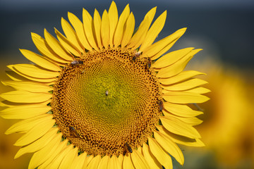 Obraz premium yellow sunflowers background 