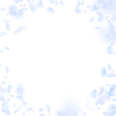 Fototapeta na wymiar 6736986 Light blue flower petals falling down. Excellent romantic flowers vignette. Flying petal on white sq