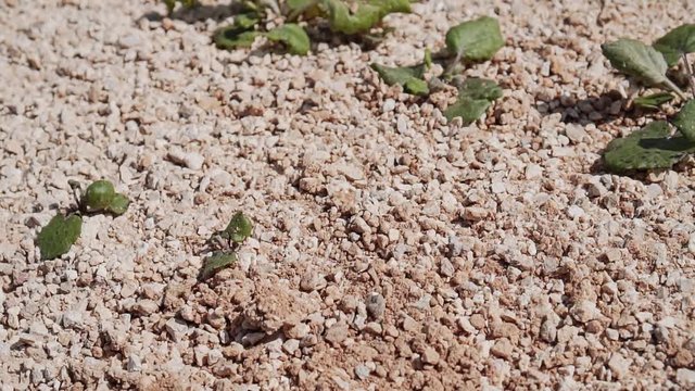 Small stones fly past the camera as if someone is conducting excavation work.