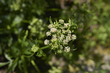 Apium graveolens