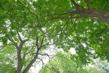 nature green wood ,tree backgrounds.