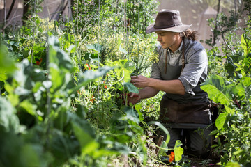 farmer working in greenhouse