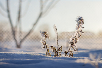 Dry branch, covered with fluffy frost, against the sun in the winter morning in the garden_