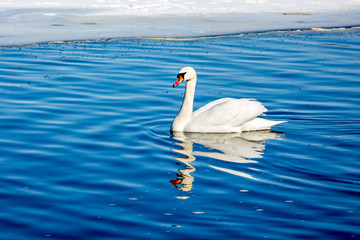 Obraz premium White swan in the winter on a river with blue water on a sunny day_