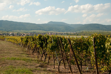 Fototapeta na wymiar French vineyards