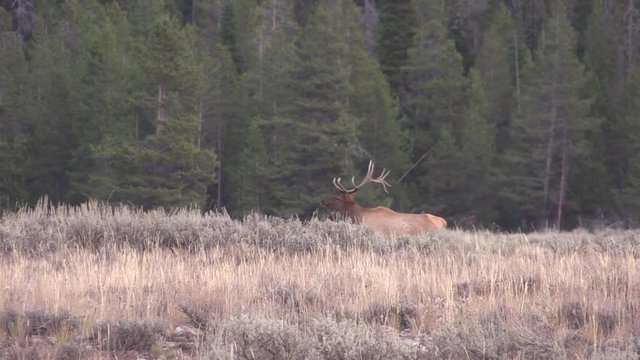 Bull Elk During the fall Rut