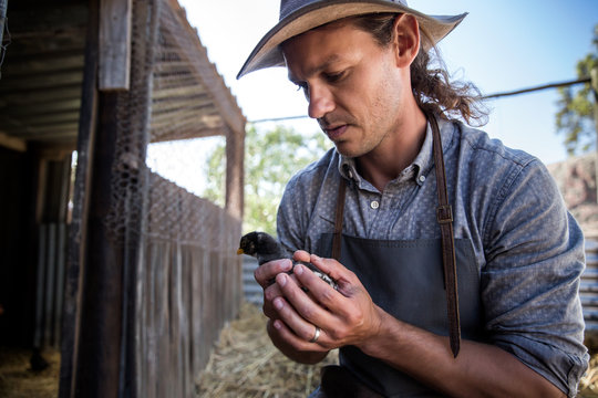 Young farmer holding chick