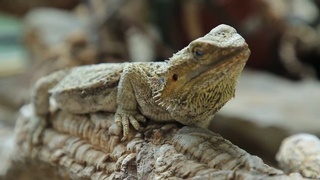 The Bearded Dragon lizard for the scales under the neck that swell and darken when it's angry, is a reptile living in Australia in the desertic wildlife. Pogona Vitticeps.