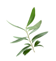 Fototapeta na wymiar Twig with fresh green olive leaves on white background